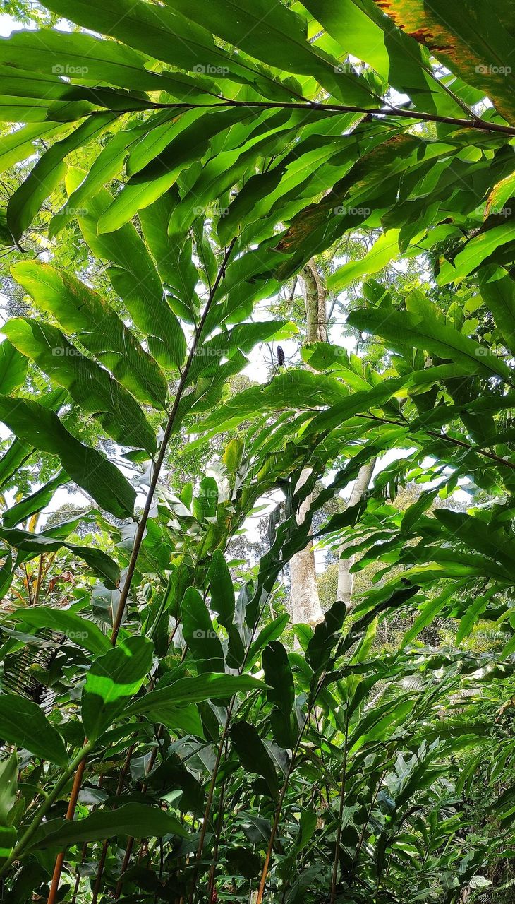 Hi, we are a step closer to nature. I'm great that I'm able to capture it and share to all of you.