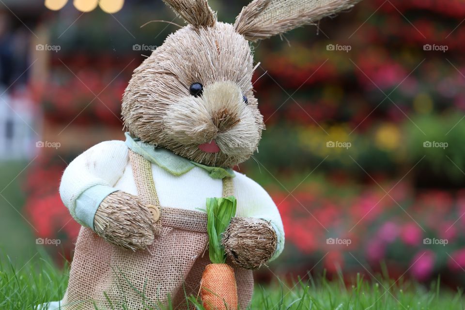 Bunny in garden