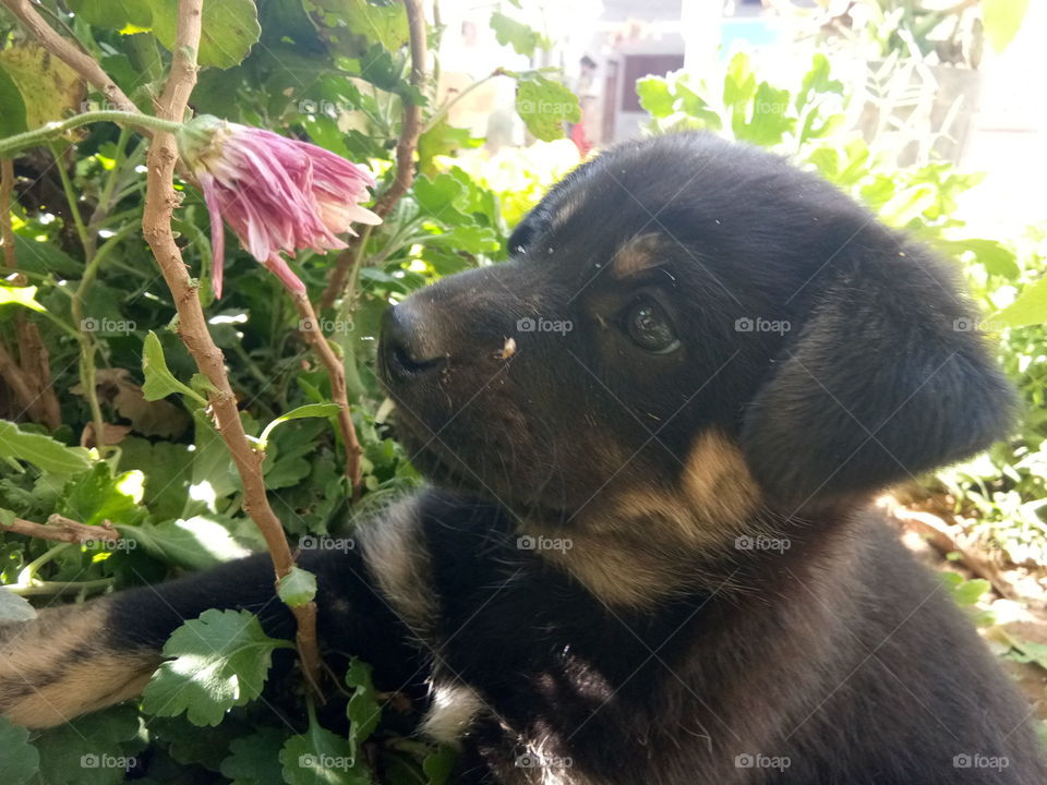 A cute little black puppy staring at a flower