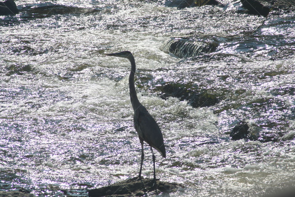Blue Herron standing in the river to fish