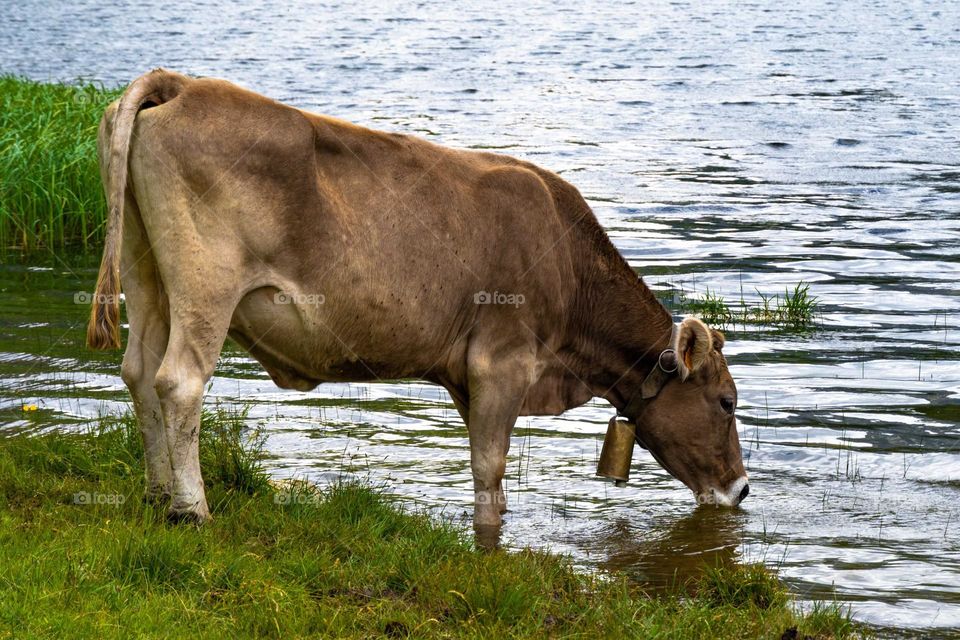 vaca bebiendo agua en el río