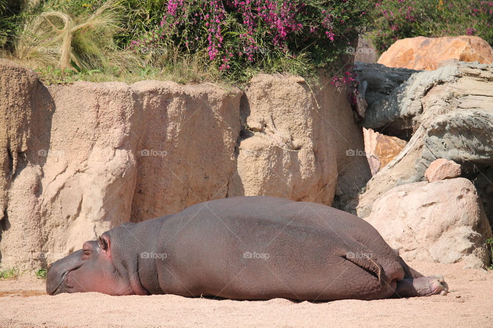 Hippo