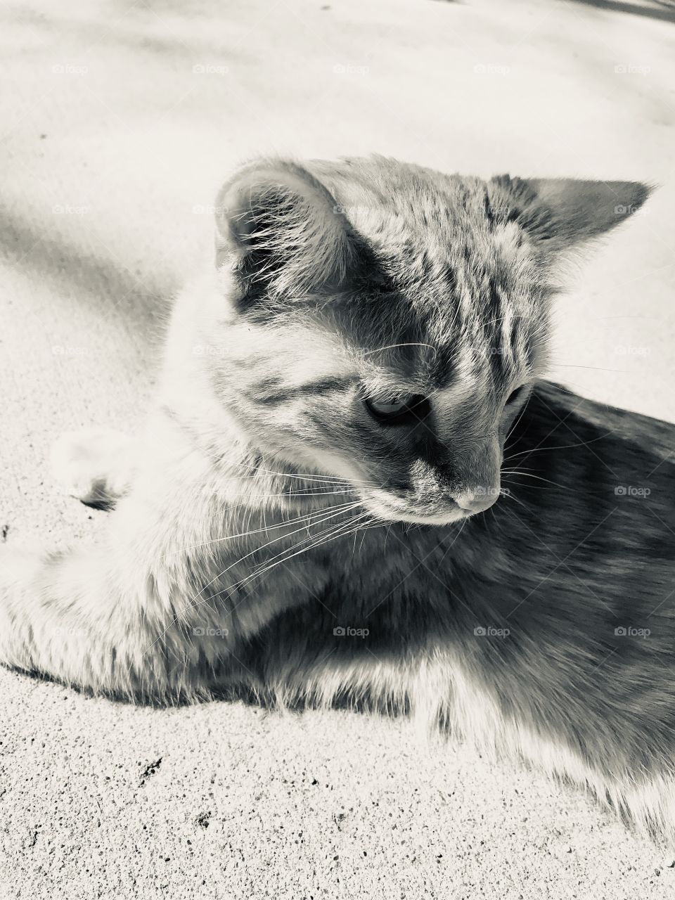 Darling sweet tabby kitty enjoying being outside on beautiful sunny spring day!! 