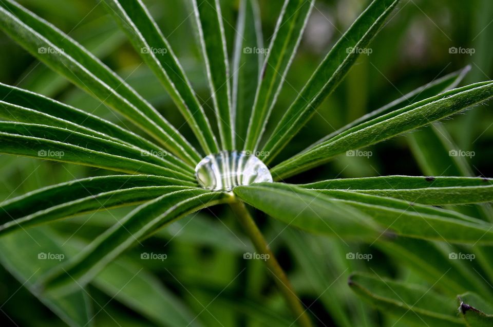 Close-up of dew drop