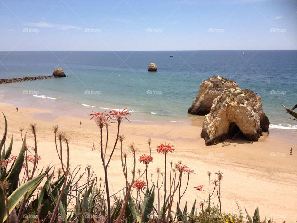 beach coast portugal flowers by graphidyliik