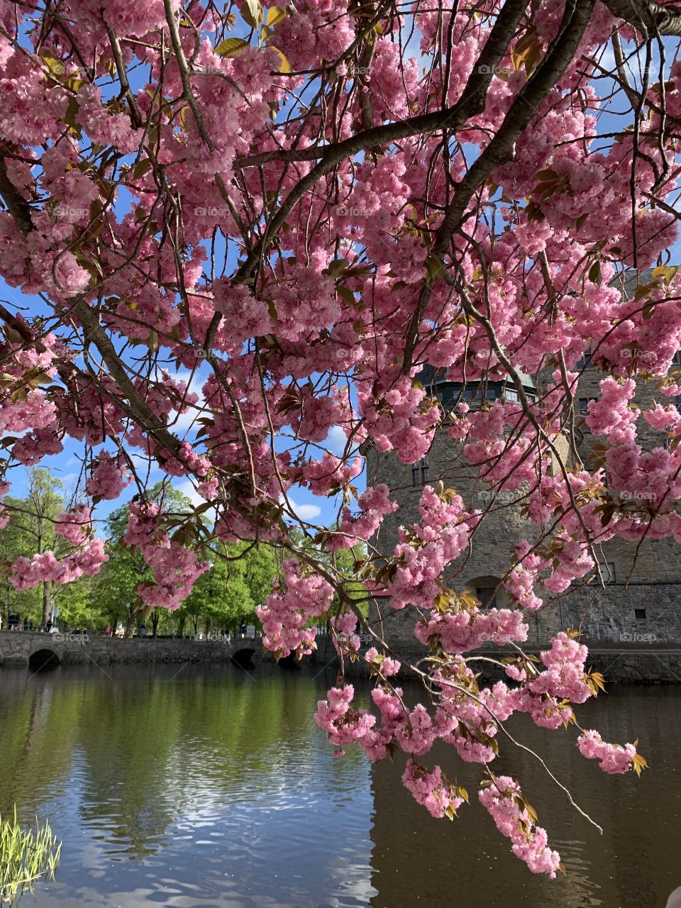 Japanese cherry blossoms / Örebro castle Sweden 