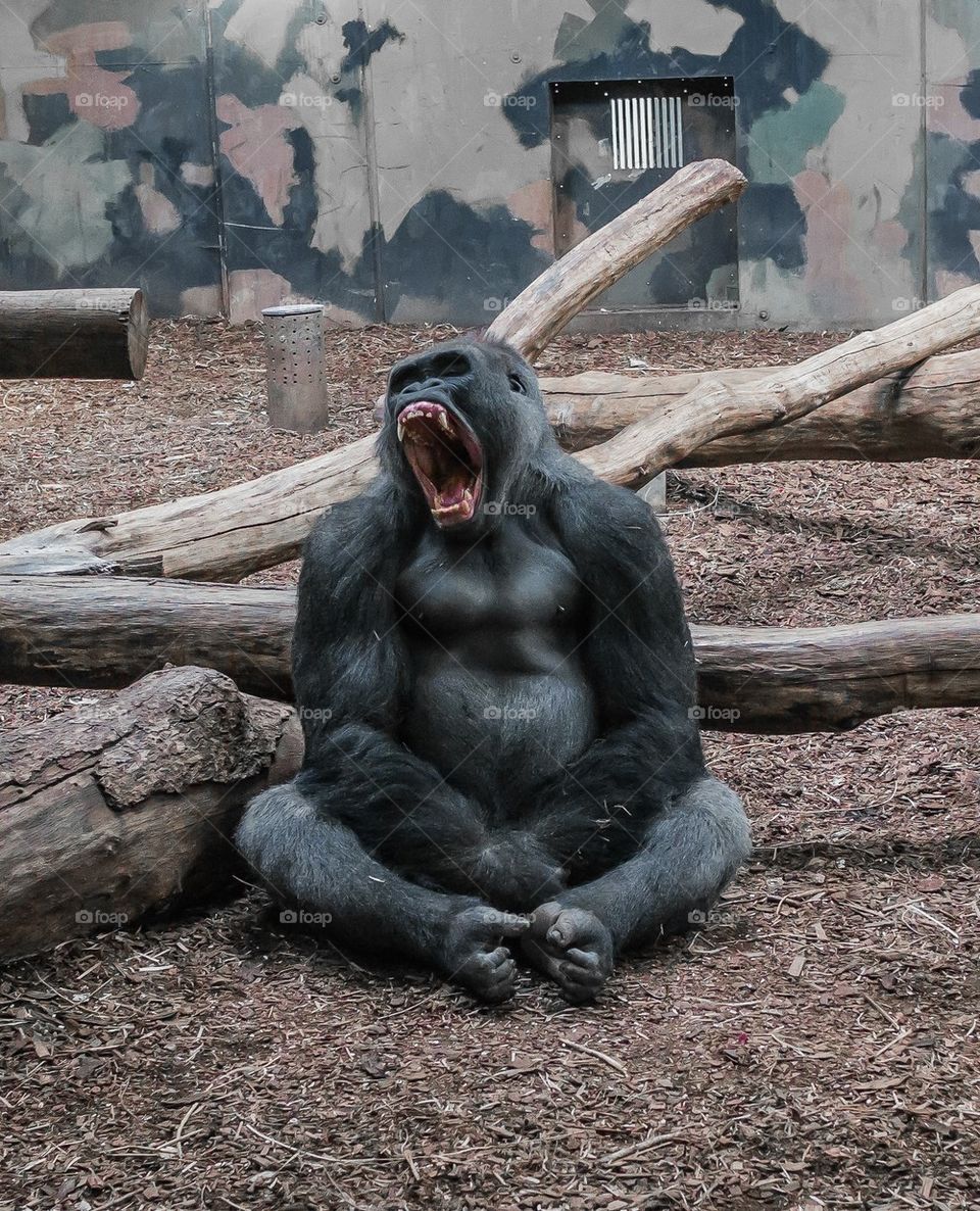 Portrait of gorilla
