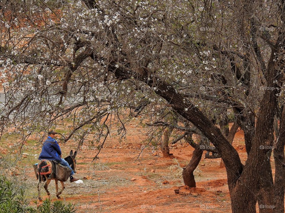 Donkey ride under the almond trees