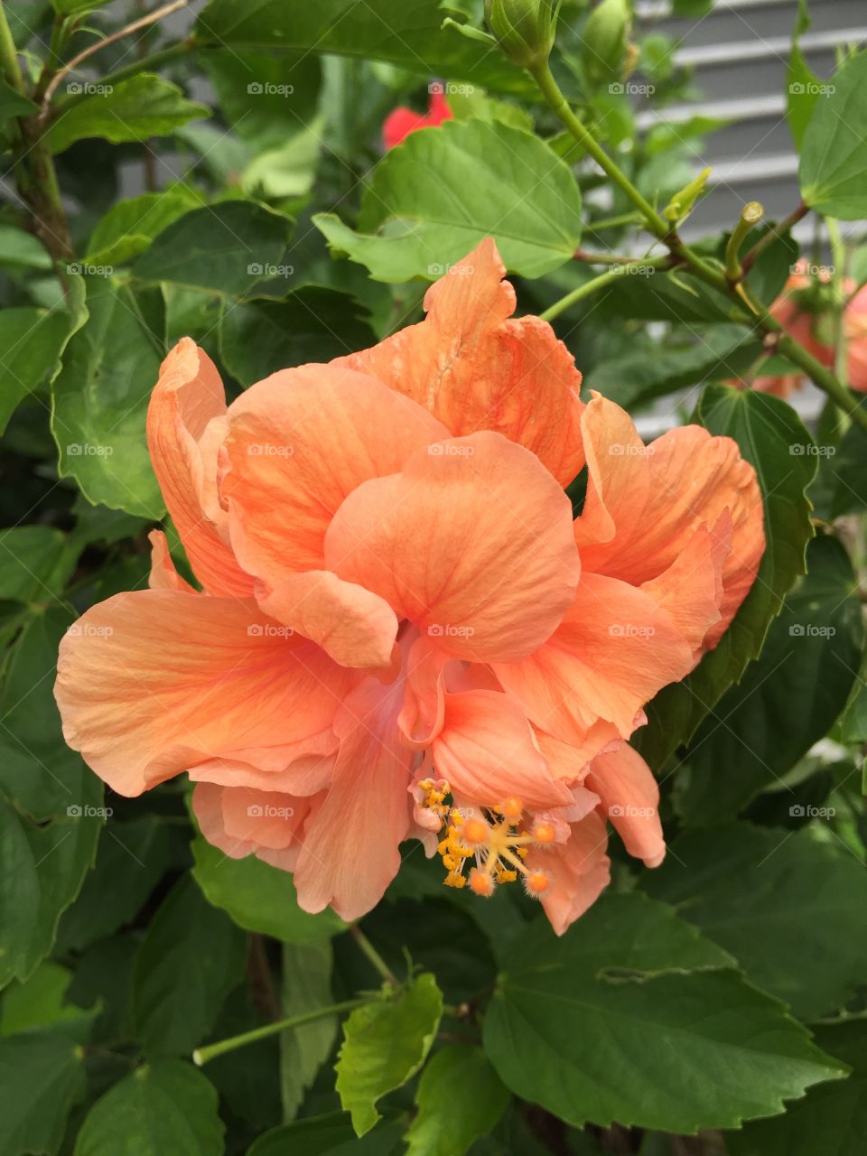 Orange flower