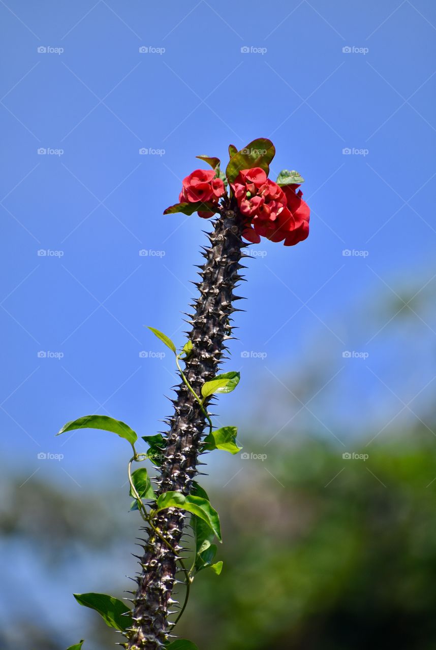 In Thailand, it is said that the number of flowers on a Euphorbia crown of thorns plant foretells the luck of the plant keeper.