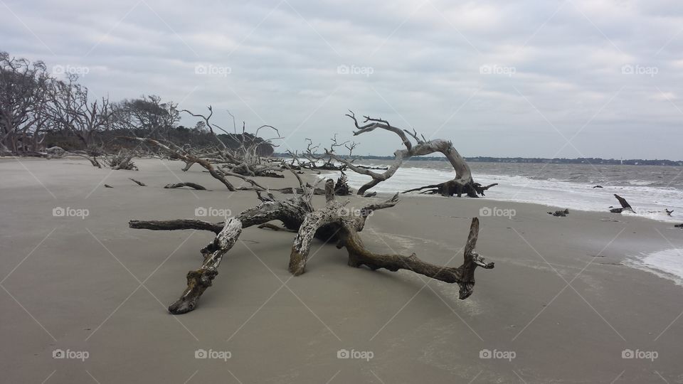 Driftwood on the Beach