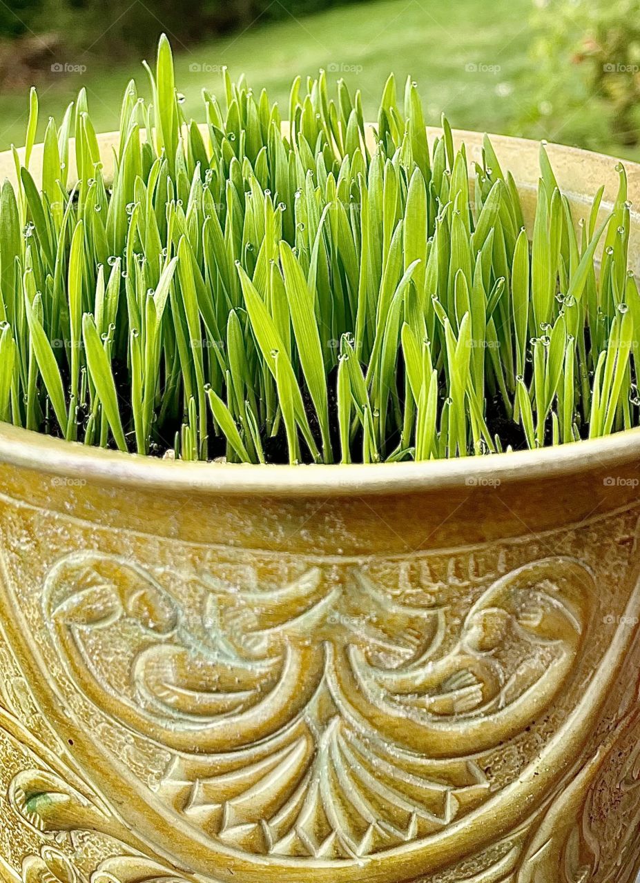 Wheat grass reaches above the rim of the planter as its tips are kissed by the morning dew.