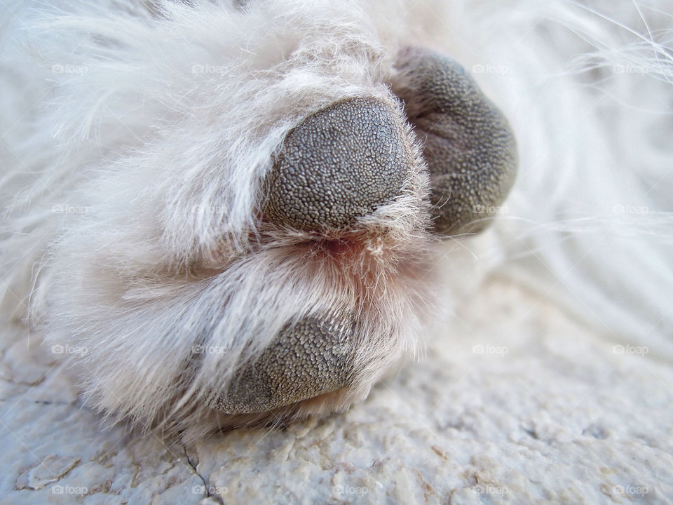 white gray dog stone by munda.net