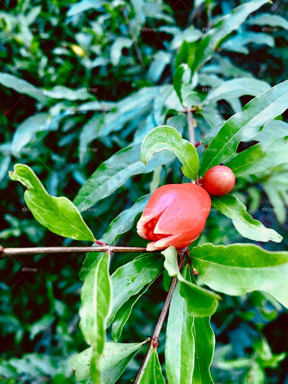 Pomegranate blossoming in my garden.  