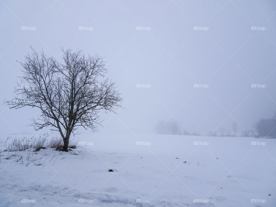 Lonely tree