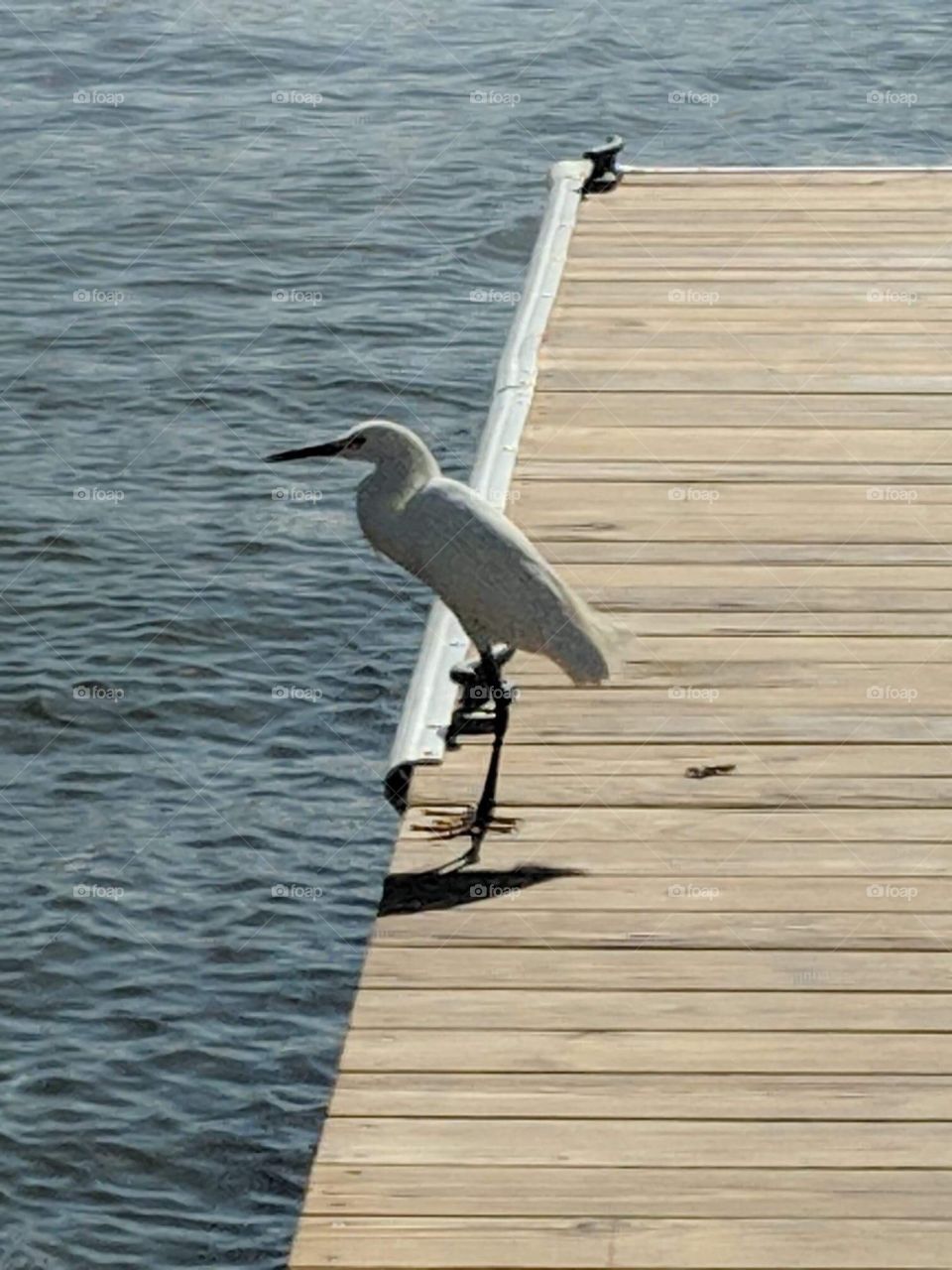 Seagull