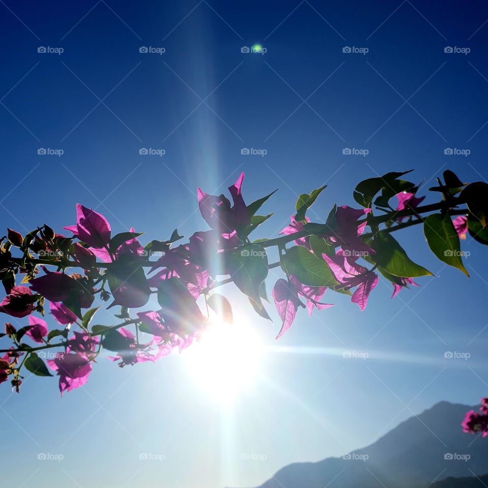 Цветы на фоне солнца!Flowers on the sun!