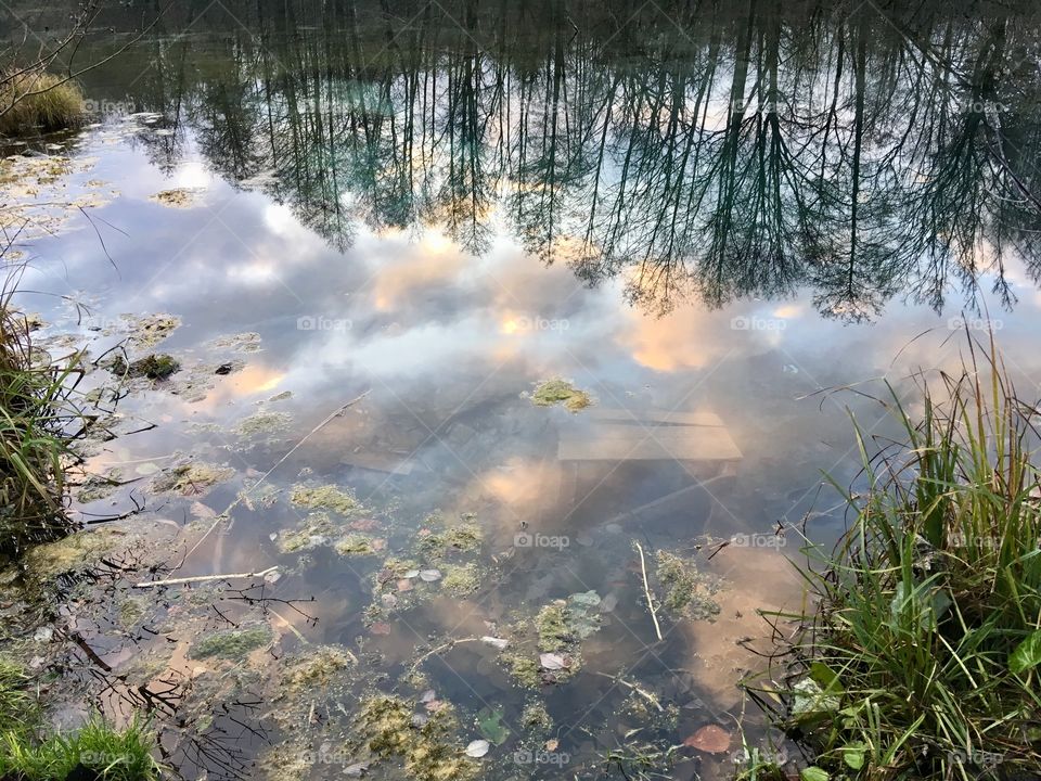 Mirror on the lake 