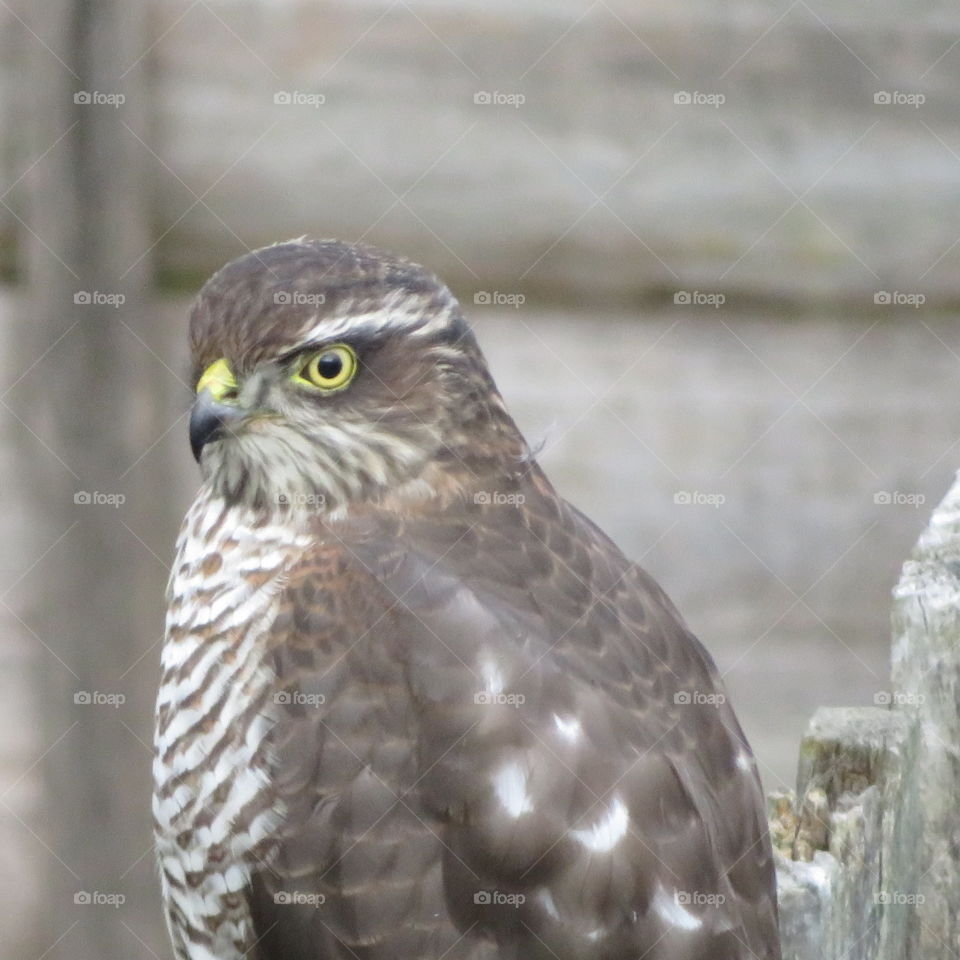 Sparrowhawk