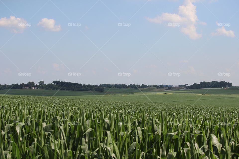 The Summer Cornfields