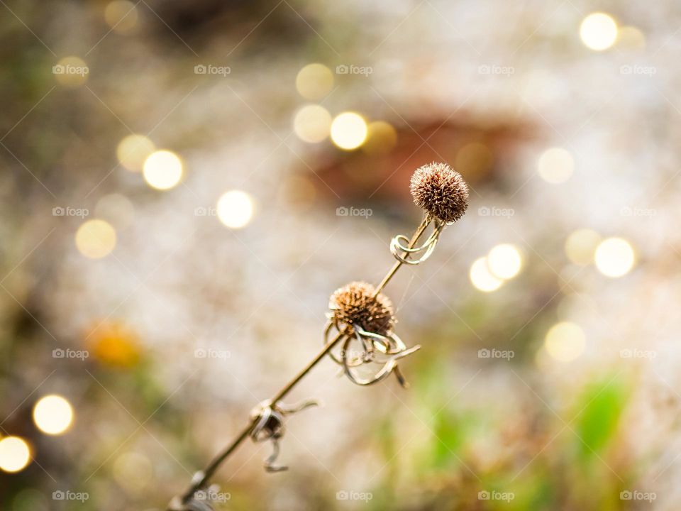 Dried up flowers in autumn with blurry background 