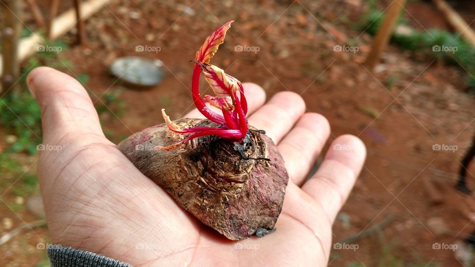 A delicadeza de um pedaço de legume. O resto de uma beterraba com brotinhos vermelhos e bege.