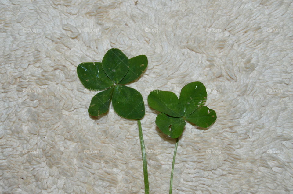 Clover. 4 leaf and 5 leaf clover