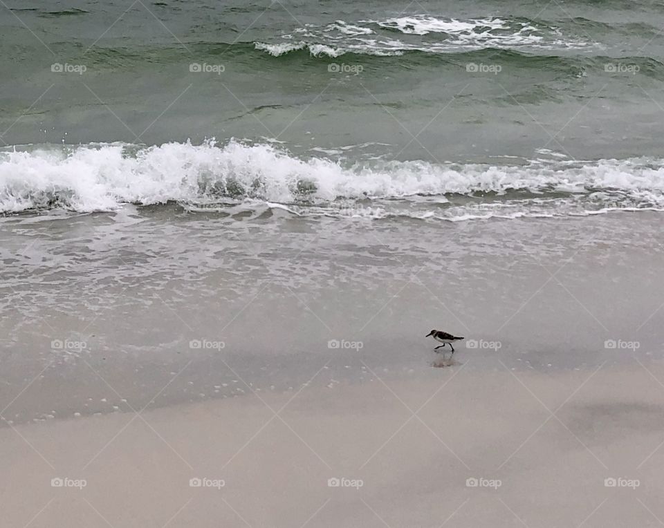 Little sanderling hunting along shoreline 