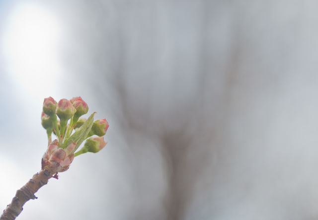bloom