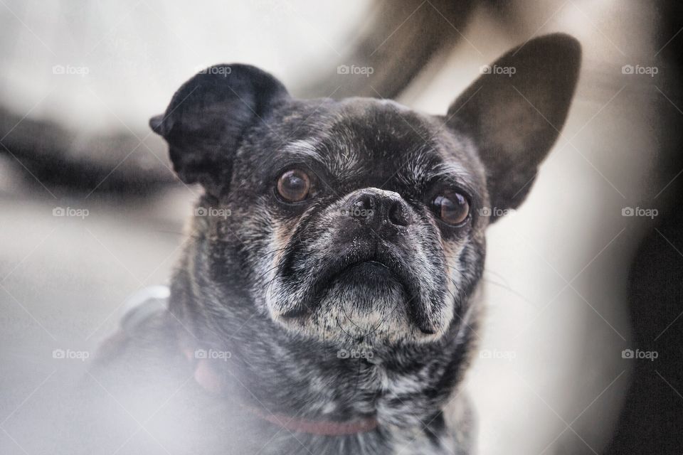 A pug on a walk staring through a window