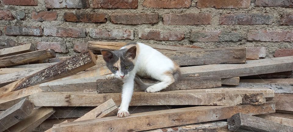 Kitten sitting on a pile of wood