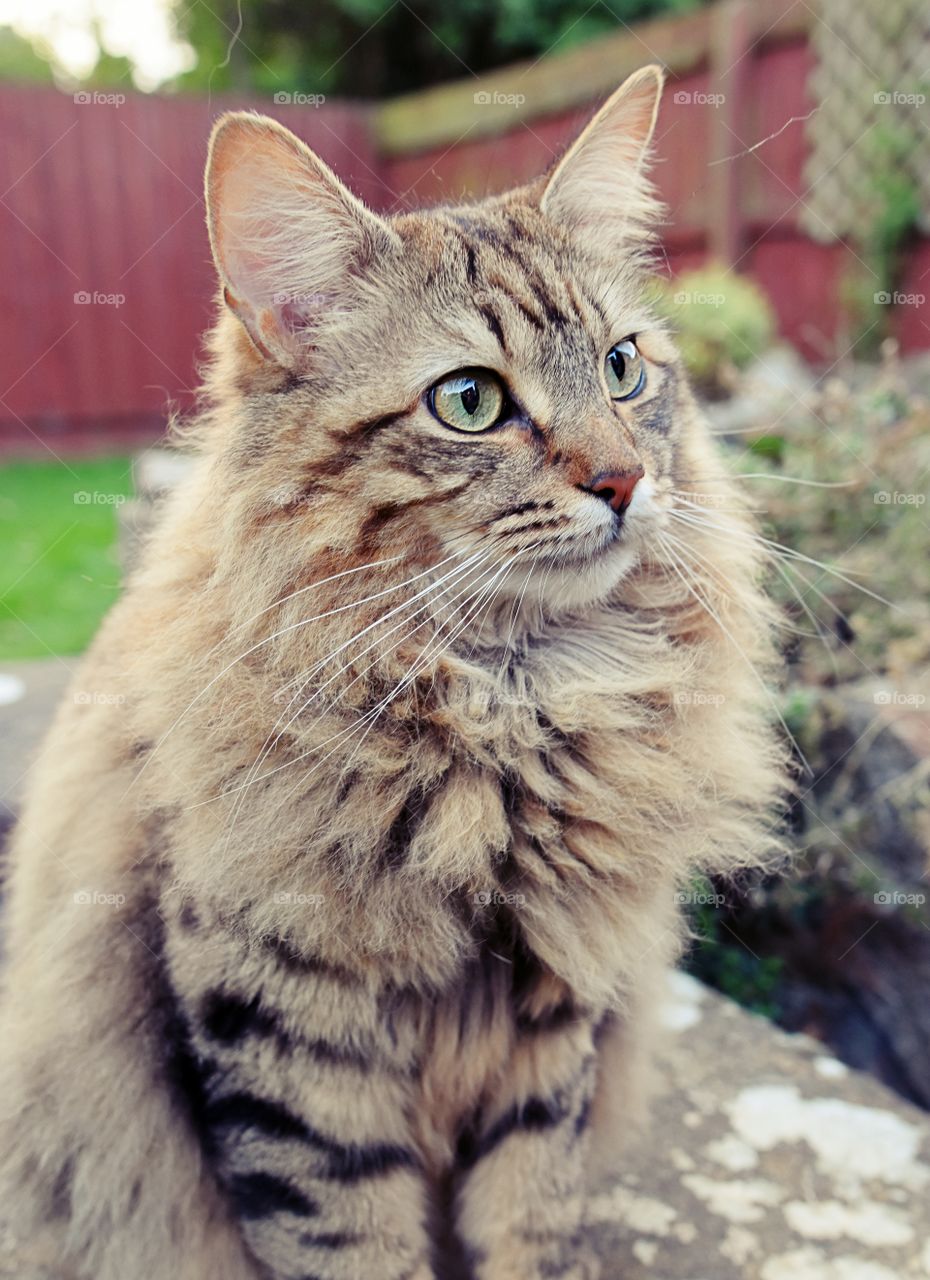 Close-up of longhair cat outdoor