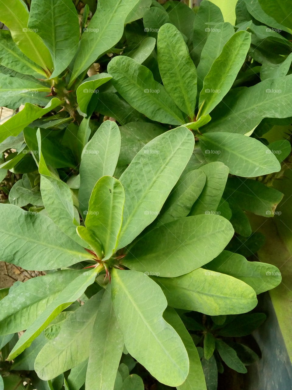 Green plants.