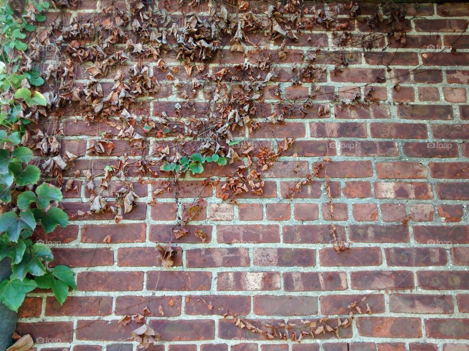 Ivy covered Brick Wall