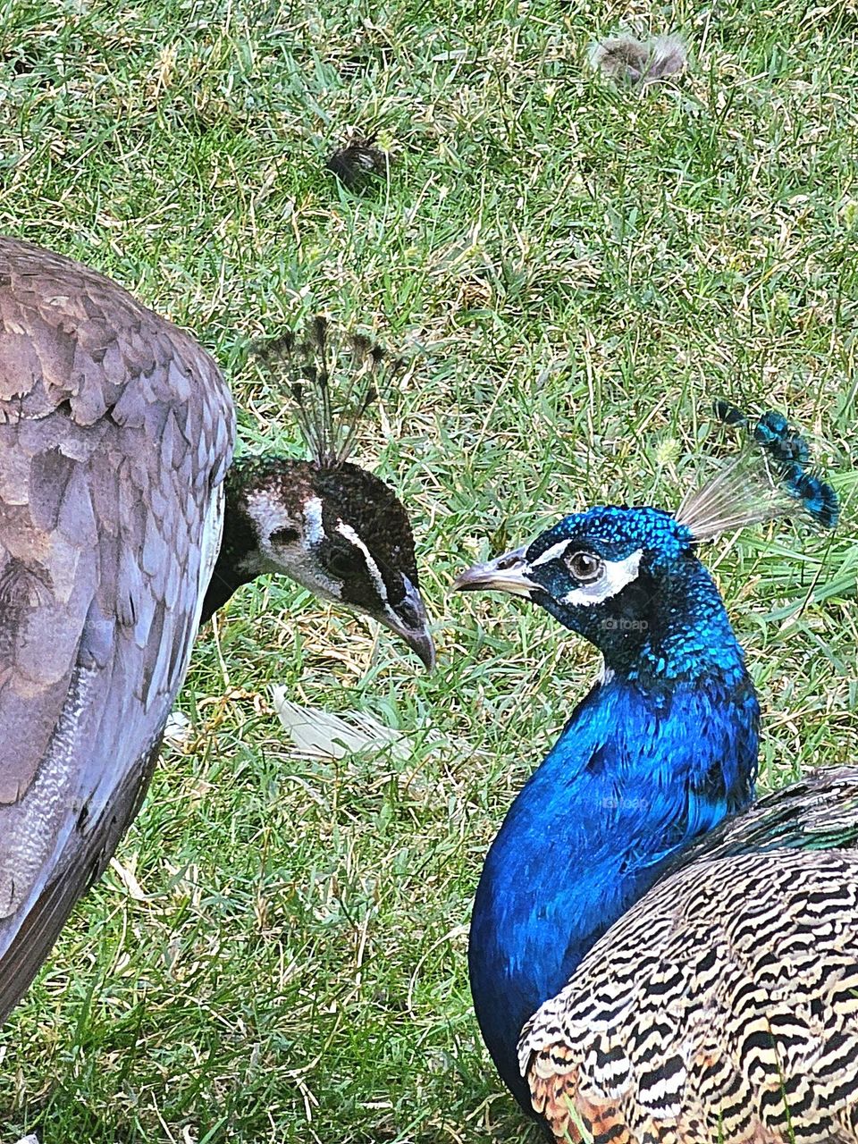 Love and Peacocks 🦚