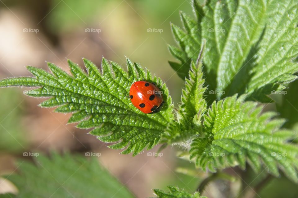ladybug on a leaf