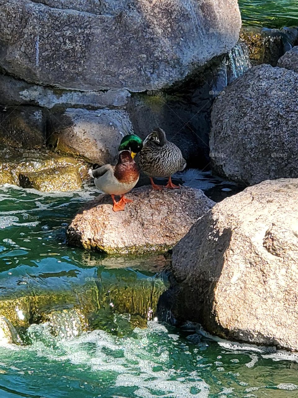 Two Ducks on a Rock