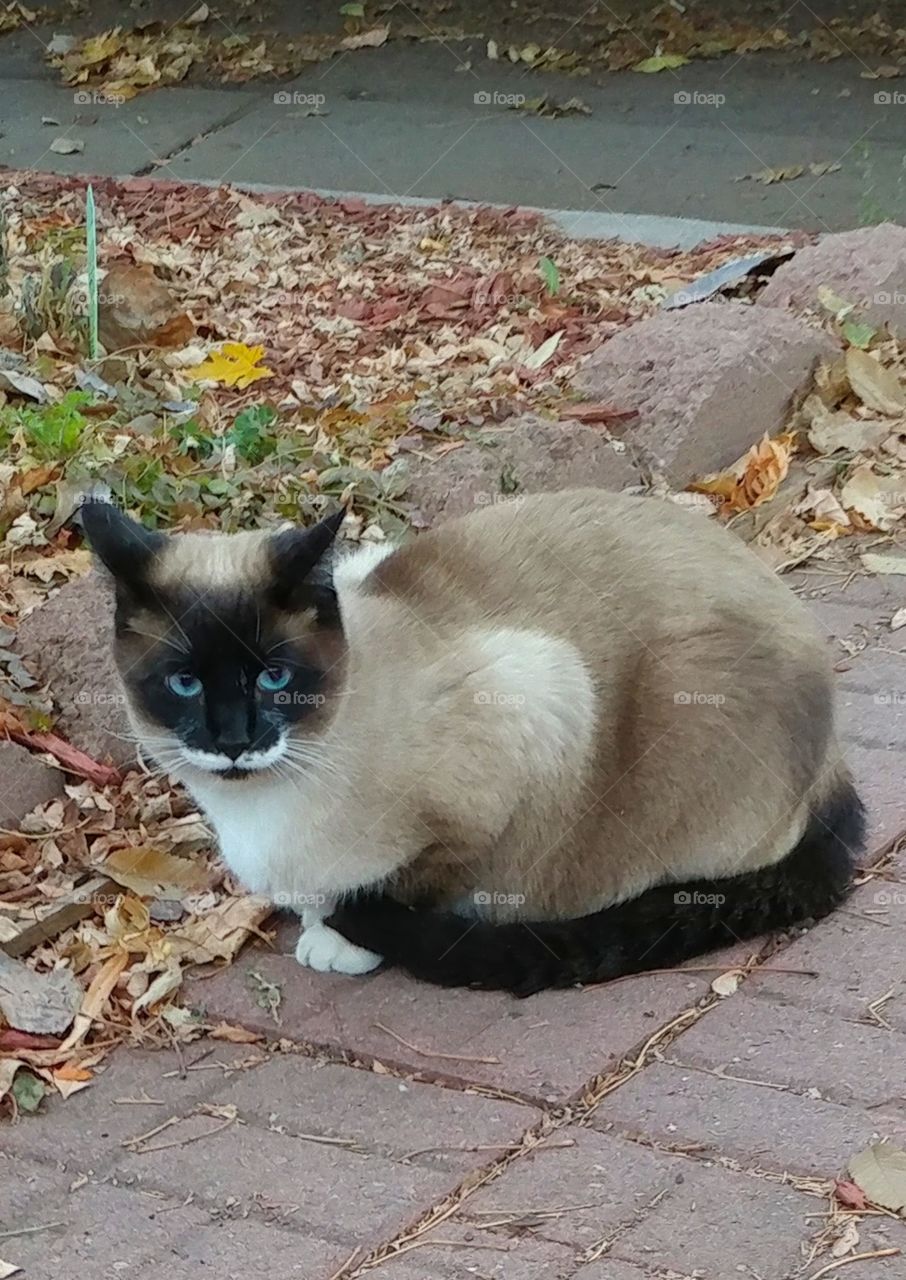 Don't mess with Mr. kittie!