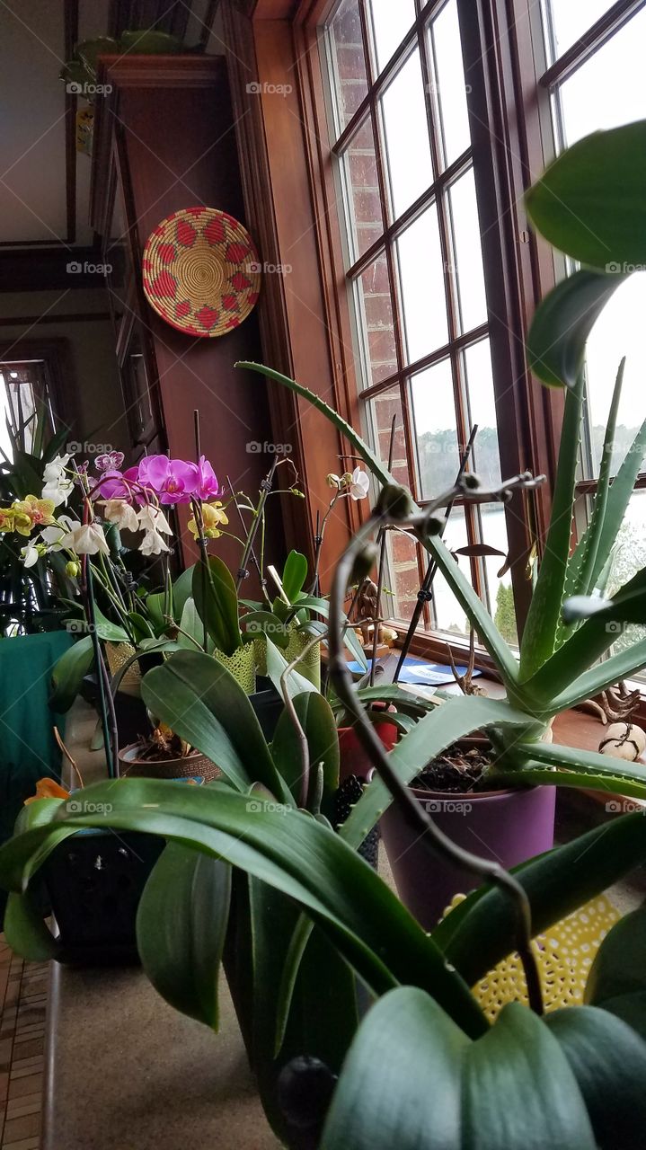 orchids by the window in kitchen.