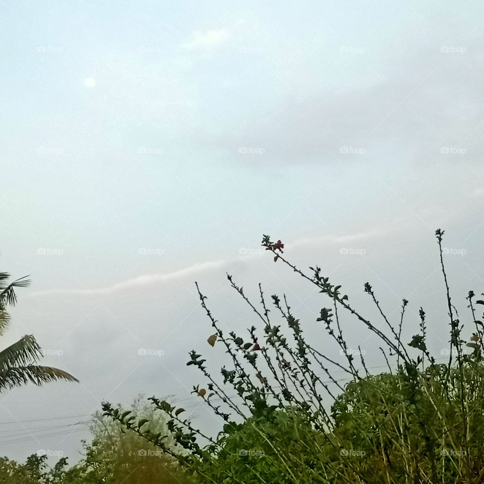 beutiful Nature life