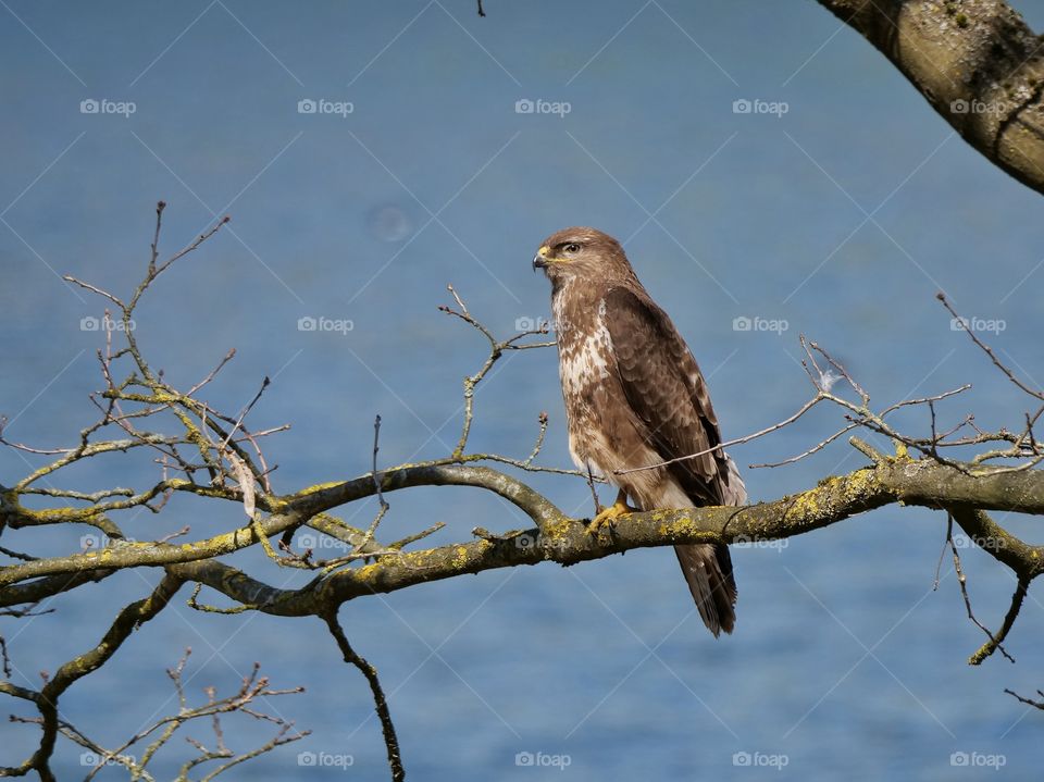 Common buzzard portrait