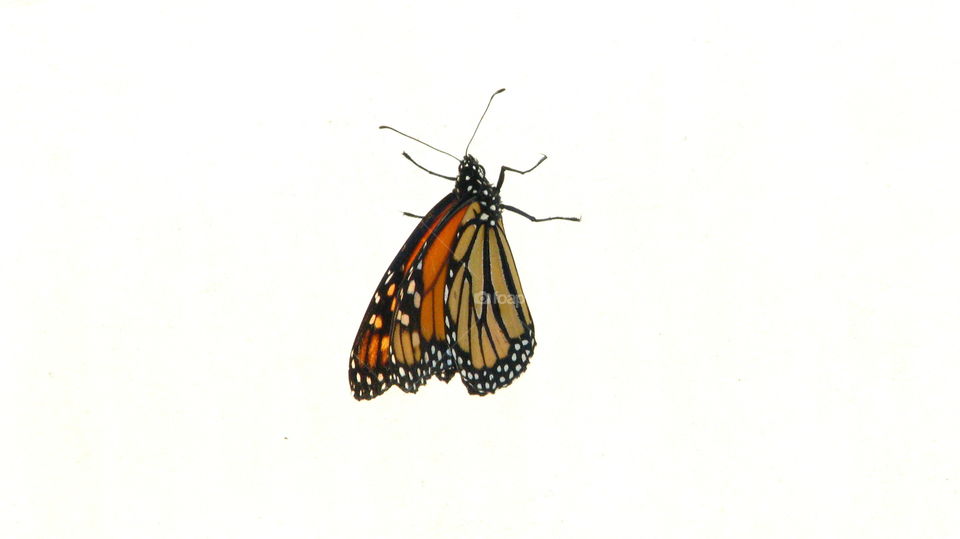 Butterfly monarch.. Closeup butterfly Monarch.