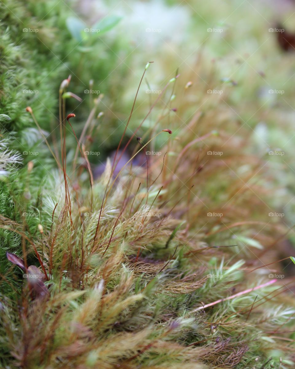 Macro of moss 