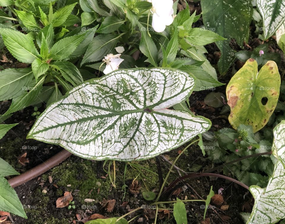 Green and white leaf