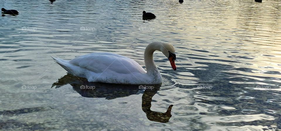 Beautiful swan, his reflection and black ducks in the background in the lake on a sunny day