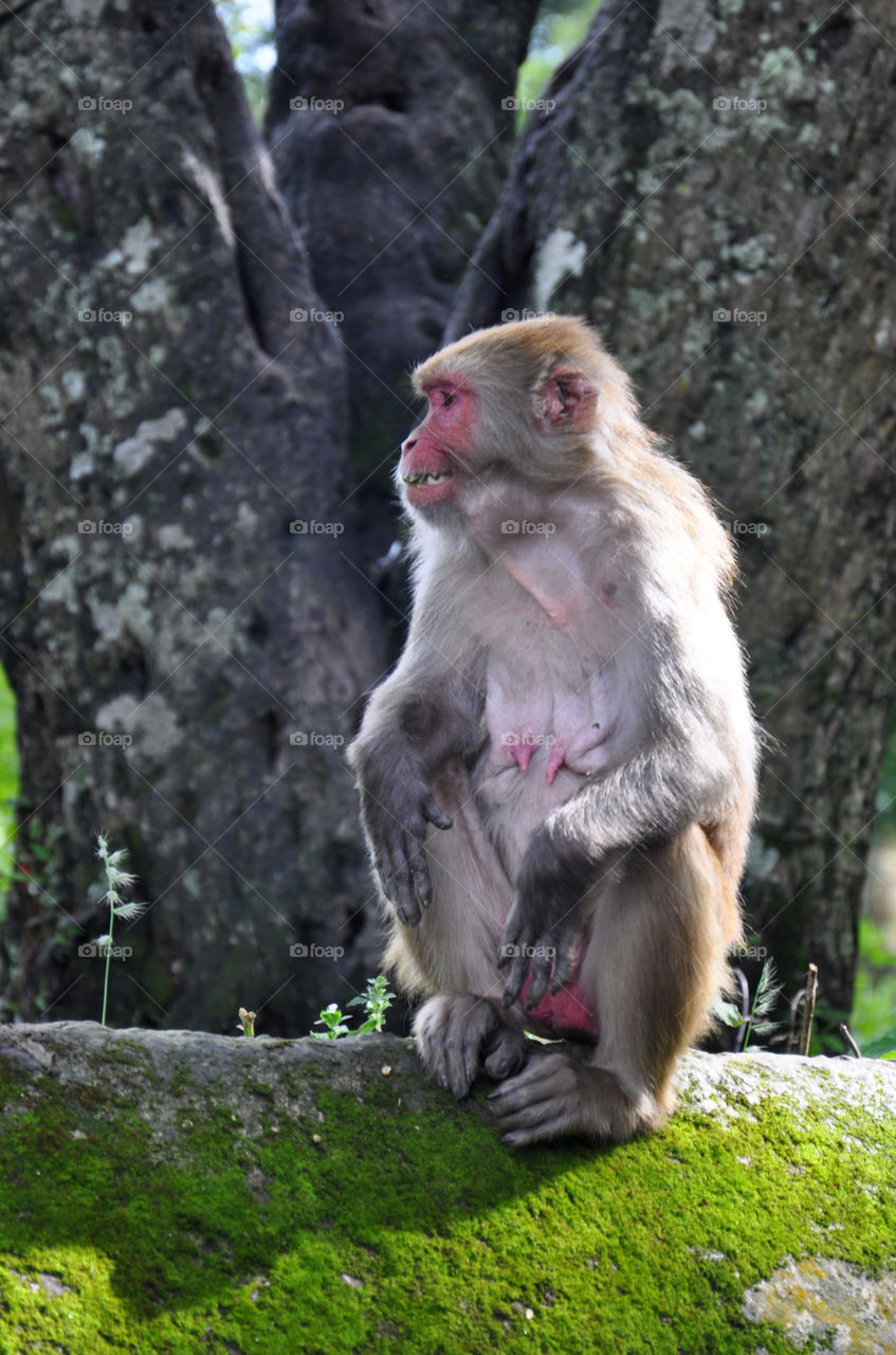 Sitting monkey