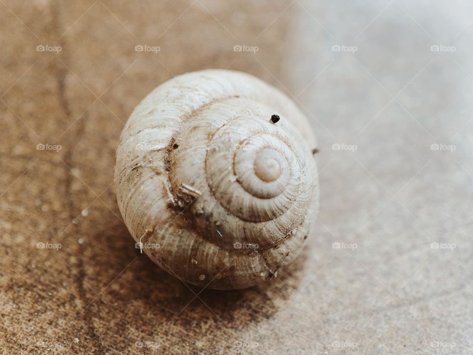 sleeping snail