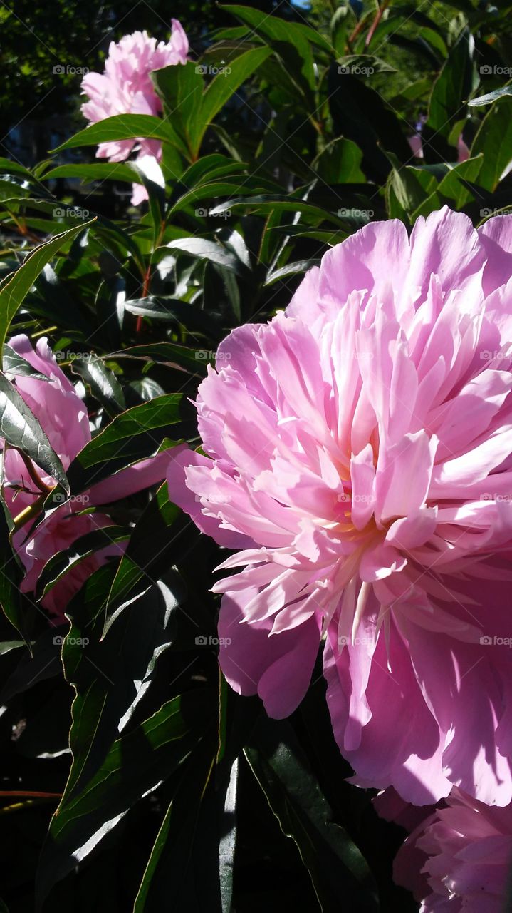 summer time. flowers. colors. beauty