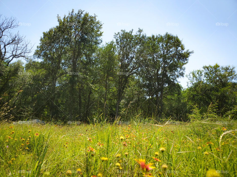 summer wildflower meadows