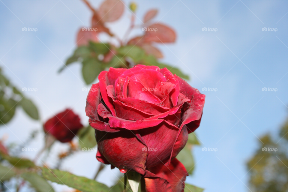 Rose, Flower, Leaf, Love, Nature